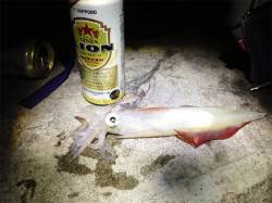 新浜漁港アオリは良い感じで大きくなっていま…