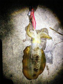 新浜漁港アオリは良い感じで大きくなっています