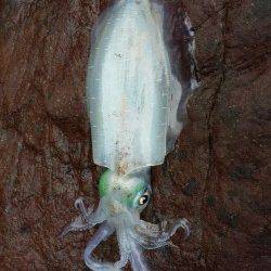 潮が動きだすと連続HIT！日高エギング釣行