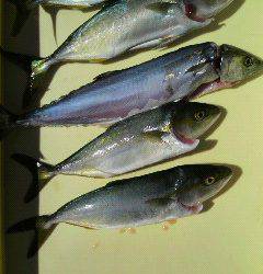 沖一文字北、ルアーでツバス＆サゴシをキャッチ！