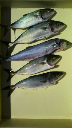 沖一文字北、ルアーでツバス＆サゴシをキャッチ！