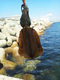 東二見人口島　2寸投入の一投目で・・・