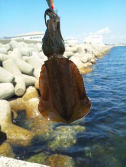 東二見人口島　2寸投入の一投目で・・・