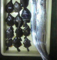 沖一文字北でタチウオ90ｃｍ