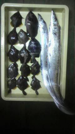 沖一文字北でタチウオ90ｃｍ