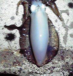 伊根エリアでのエギング、プチ時合いがあり楽しめました