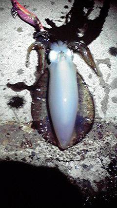 伊根エリアでのエギング、プチ時合いがあり楽しめました