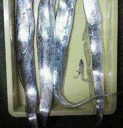 沖一文字北でタチウオ90ｃｍ