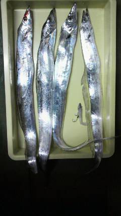 沖一文字北でタチウオ90ｃｍ