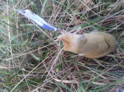 久美浜、夕方から仕事終わりに二時間程度エギ…