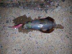 久美浜、夕方から仕事終わりに二時間程度エギング！