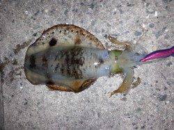 舞子のエギング　ボトムでマシなサイズがきました