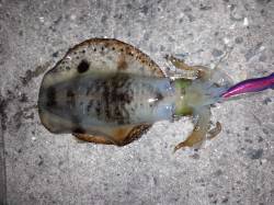 舞子のエギング　ボトムでマシなサイズがきま…