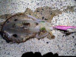 伊根エリアでのエギング、プチ時合いがあり楽しめました