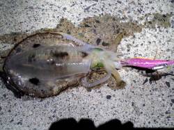 伊根エリアでのエギング、プチ時合いがあり楽…