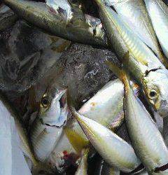 岸和田一文字、アジのサイズも少し大きくなってます