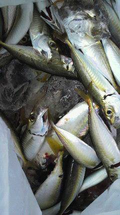 岸和田一文字、アジのサイズも少し大きくなってます