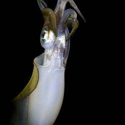 明石エギング釣行、プチ時合いに突入して5連続HIT！