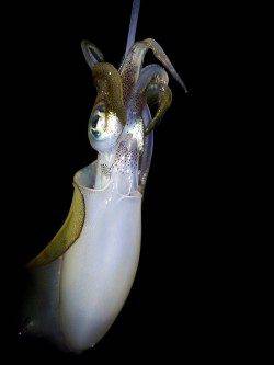 明石エギング釣行、プチ時合いに突入して5連続HIT！