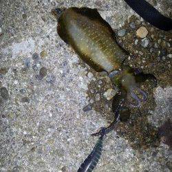 明石エギング釣行、プチ時合いに突入して5連続HIT！