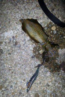 明石エギング釣行、プチ時合いに突入して5連続HIT！