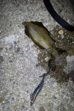 明石エギング釣行、プチ時合いに突入して5連…