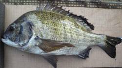 岸和田一文字：落とし込みで良型チヌや数釣り…