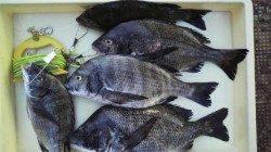 岸和田一文字：落とし込みで良型チヌや数釣り