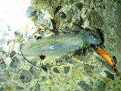 一投一杯のレンチャンでアオリ20パイ☆