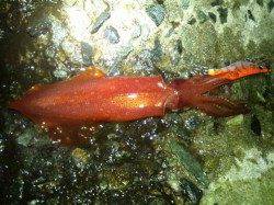 一投一杯のレンチャンでアオリ20パイ☆