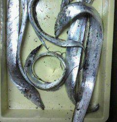 岸和田一文字　タチウオの釣果は次第に上向き