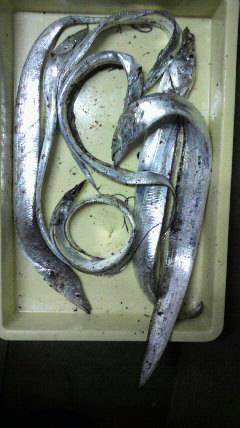 岸和田一文字　タチウオの釣果は次第に上向き