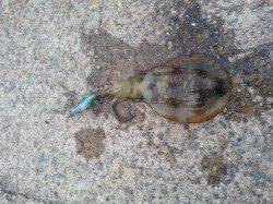 久美浜でのエギング釣果、アオリとタコ