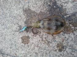 久美浜でのエギング釣果、アオリとタコ