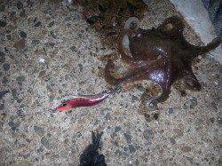 久美浜でのエギング釣果、アオリとタコ