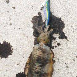 舞子でのエギング、潮が動くと反応が良くなりました♪