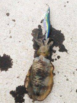 舞子でのエギング、潮が動くと反応が良くなりました♪