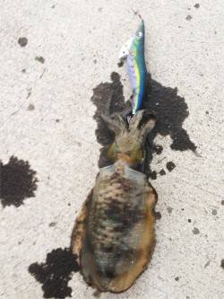 舞子でのエギング、潮が動くと反応が良くなり…