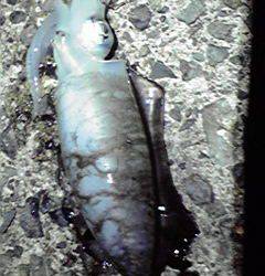 伊根で仕事帰りのエギング釣果