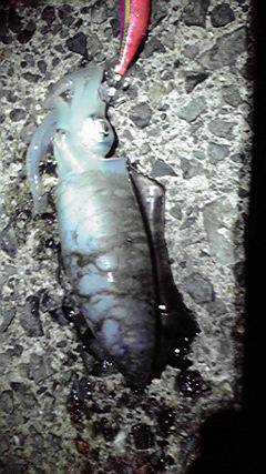 伊根で仕事帰りのエギング釣果