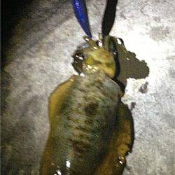 舞子でのエギング、潮が動くと反応が良くなりました♪