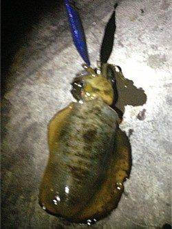 舞子でのエギング、潮が動くと反応が良くなりました♪