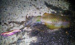 伊根で仕事帰りのエギング釣果