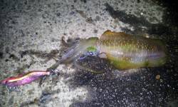 伊根で仕事帰りのエギング釣果