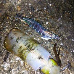 明石港　7時〜10時までのナイトエギング釣行