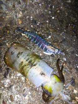 明石港　7時〜10時までのナイトエギング釣…