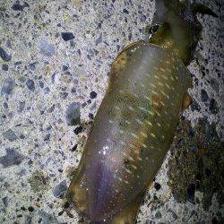 新井崎　連続釣行のエギングでアオリイカ狙い！