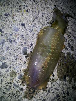 新井崎　連続釣行のエギングでアオリイカ狙い…