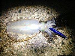 良サイズも混じり出しました。舞子エギング