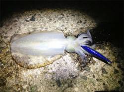 良サイズも混じり出しました。舞子エギング